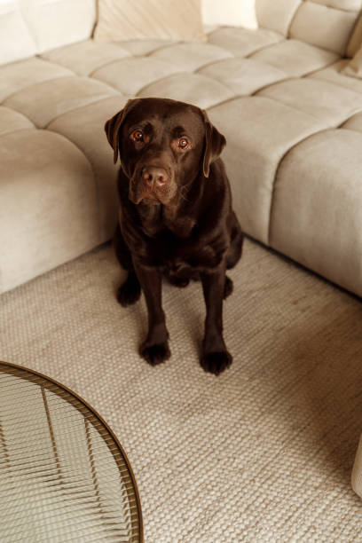 Brown labrador retriever dog sitting in light modern living room stock photo