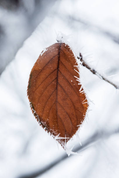 Brown Leaf With Frost stock photo