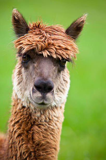 Best Funny Llama Stock Photos, Pictures & Royalty-Free Images - iStock