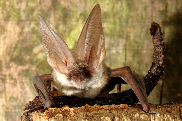 Brown Long-Eared Bat Brown Long-Eared Bat Plecotus auritus bat animal stock pictures, royalty-free photos & images