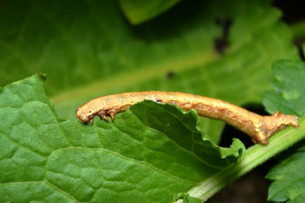 Brown Looper Moth Caterpillar 'Geometridae ennominae' stock photo