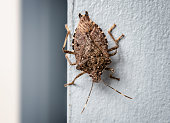 istock Brown marmorated stink bug, indoors 1356459956
