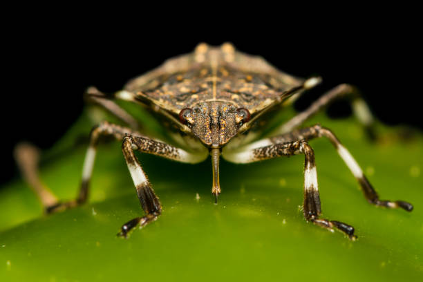 Brown Marmorated Stink Bug stock photo
