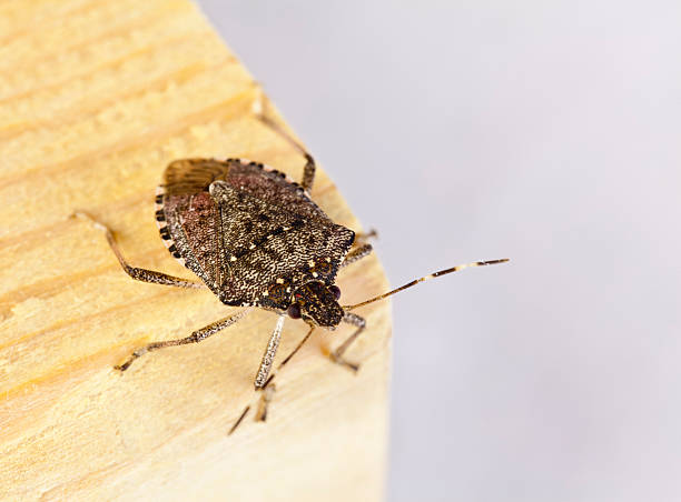Brown Marmorated Stink Bug With Shield-Shaped Back - Macro stock photo