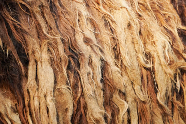 Brown matted fur of a donkey in close-up stock photo