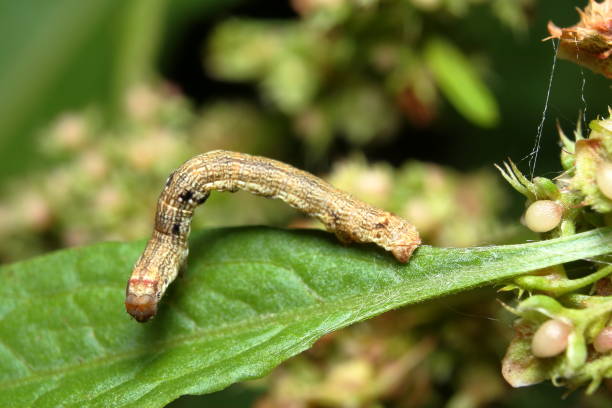 Brown Moth Caterpillar, close up showing head and eyes. stock photo