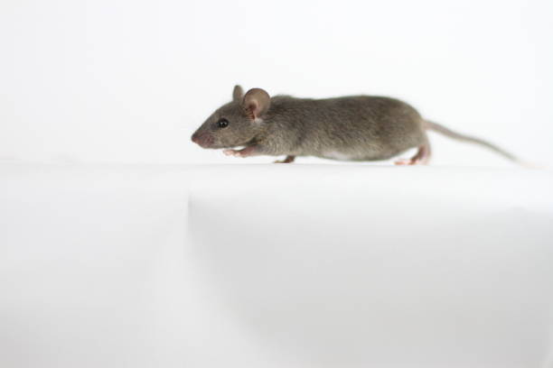 Brown Mouse Body Shot on White Background stock photo