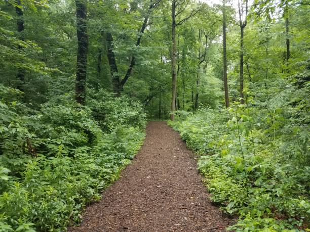 brown mulch trail in the woods with green trees stock photo