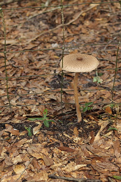 brown mushroom - mushrrom bildbanksfoton och bilder