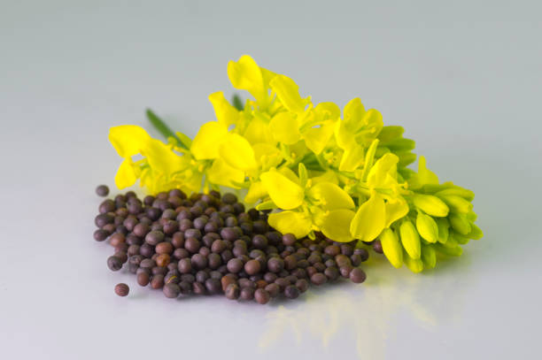 Brown Mustard flower and seeds on white background stock photo