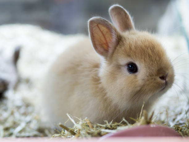 brun netherland dvärgkanin. söt brown bunny. - netherland dwarf rabbit bildbanksfoton och bilder