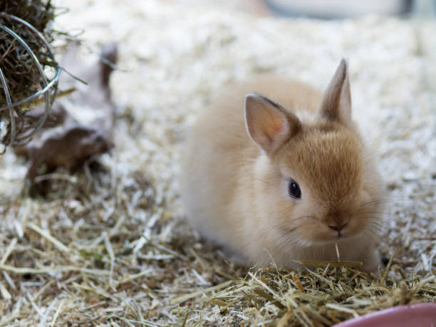 brun netherland dvärgkanin. söt brown bunny. - netherland dwarf rabbit bildbanksfoton och bilder