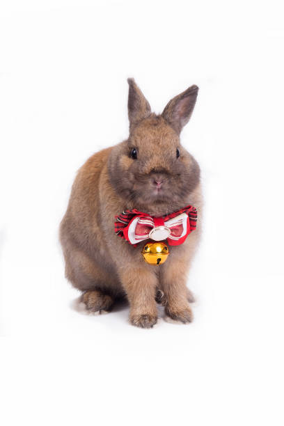 brun netherland dvärg kanin med röd halsduk. - netherland dwarf rabbit bildbanksfoton och bilder