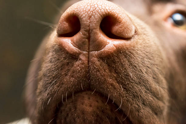 A brown nose of Labrador close up. Chocolate Labrador retriever nose. Brown labrador. A brown nose of Labrador close up. Chocolate Labrador retriever nose. Brown labrador. aquatic mammal photos stock pictures, royalty-free photos & images