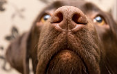istock brown nose of Labrador, close up 639401490