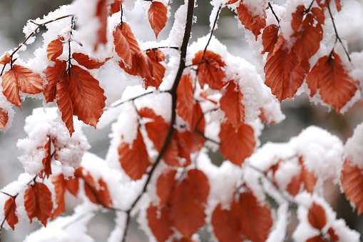 brown oak leaves in the snow.leaves under white snow. Winter natural background.November and December. Late Autumn.