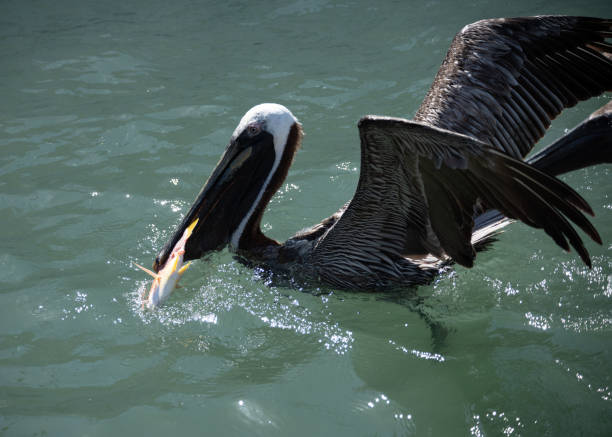 Brown Pelican Captures Fish in Water stock photo