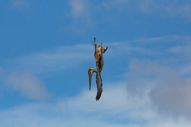 Brown Pelican in flight over Pacfic ocean, Nicaragua stock photo