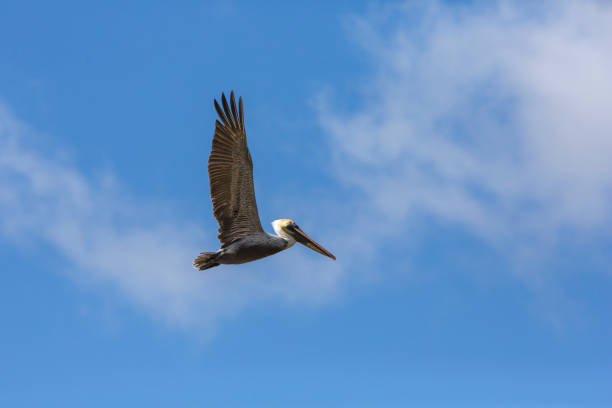 Brown Pelican in flight over Pacfic ocean, Nicaragua stock photo
