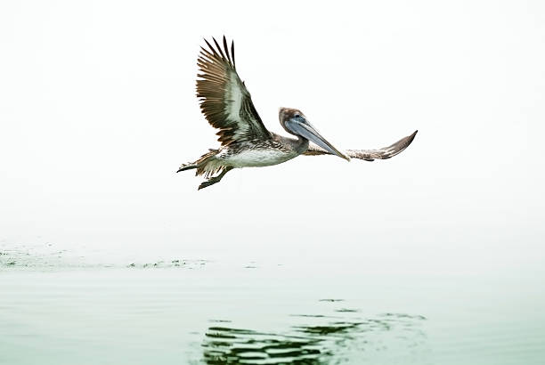 Brown Pelican in flight stock photo