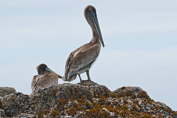 Brown Pelican Pair Standing on a Rock The Brown Pelican (Pelecanus occidentalis) is a very large prehistoric looking bird that is found on the Atlantic, Pacific and Gulf coasts of North America. The brown pelican feeds by diving into the water, scooping up fish and then emptying its pouch of water before swallowing its prey. This brown pelican pair is standing on a rock at Heceta Beach in Carl G. Washburne Memorial State Park, yyy, USA. jeff goulden oregon coast stock pictures, royalty-free photos & images