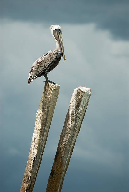 Brown pelican stock photo