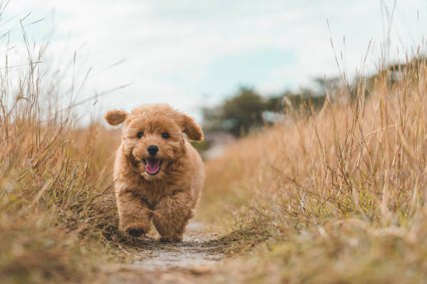 Brown poodle puppy playing on the field. Brown poodle puppy playing on the field. poodle stock pictures, royalty-free photos & images