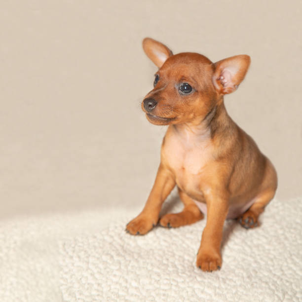 A brown puppy on a light background. stock photo