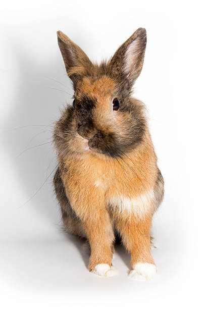 brown rabbit fluffy bunny - dwarf rabbit isolated bildbanksfoton och bilder