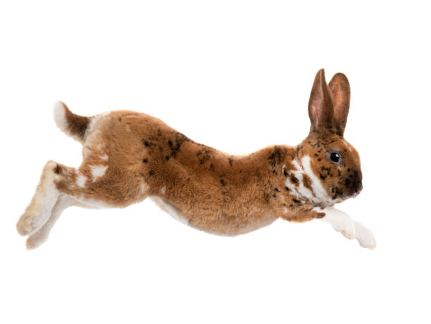 brun kanin hoppa isolerad på en vit - bunny jumping bildbanksfoton och bilder