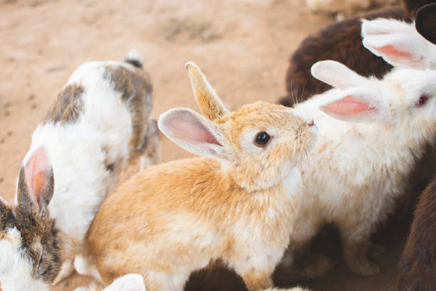 brun kanin (netherland dvärg) sitter för att vila - netherland dwarf rabbit bildbanksfoton och bilder