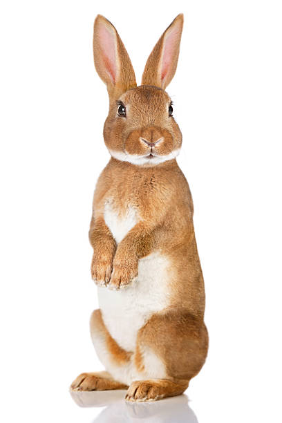Brown rabbit standing up stock photo