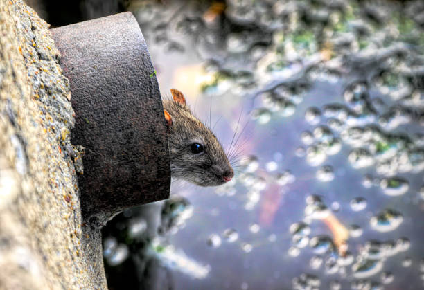 Brown rat in a drainpipe overlooking village pond stock photo