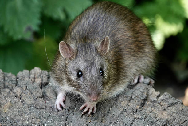 Rat Rat