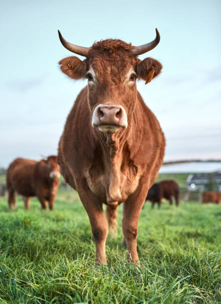 Brown really brings out my eyes don't you think? Shot of a herd of cows on a farm hoofed mammal stock pictures, royalty-free photos & images