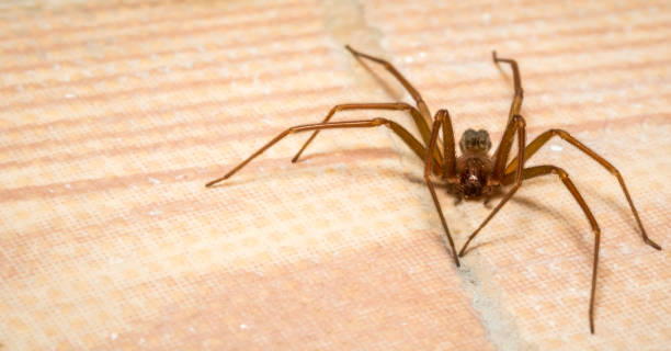 Brown recluse spider lurking A creepy brown recluse spider lurks waiting for prey Brown Recluse stock pictures, royalty-free photos & images