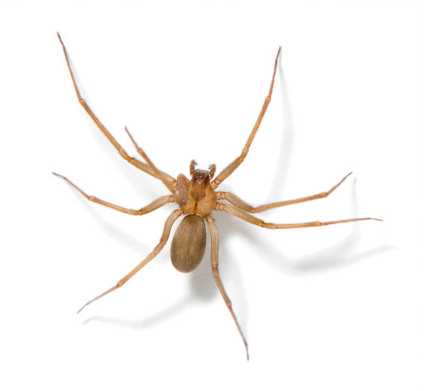 Brown Recluse Spider Brown recluse spider on white. solitude stock pictures, royalty-free photos & images