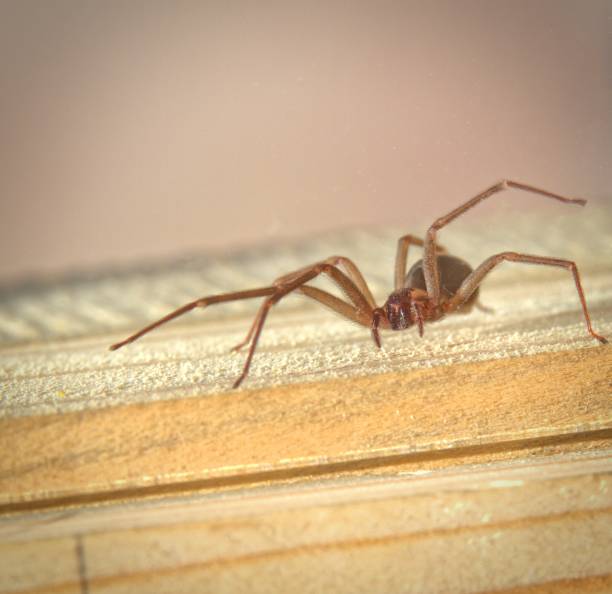 Brown Recluse Spider Small brown recluse spider crossing a wooden board. Brown Recluse stock pictures, royalty-free photos & images