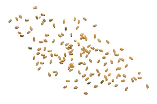 Brown rice scattered, isolated over white background.  Top view. stock photo