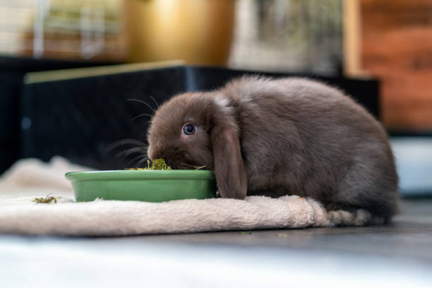 brun, liten dvärgkanin (dvärg ram, ram) med diskett öron äter från en grön skål i vardagsrummet. - dwarf rabbit bildbanksfoton och bilder