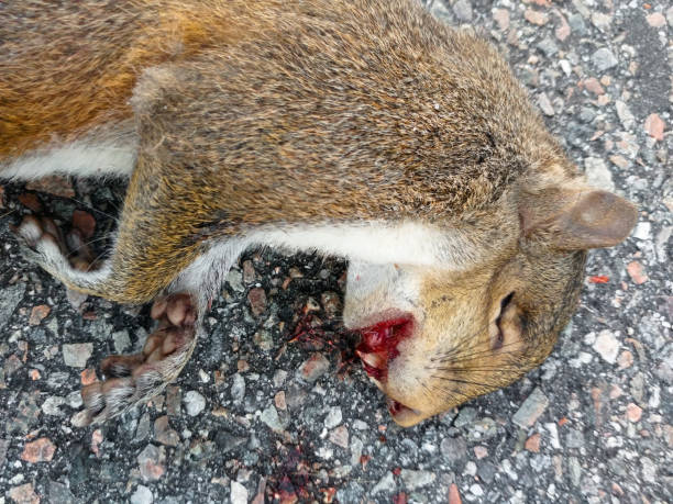Brown Squirrel Roadkill A squirrel lay dead on the pavement, road, head squished, smushed and gnarley bloody teeth. Model Release Inapplicable. dead squirrel stock pictures, royalty-free photos & images