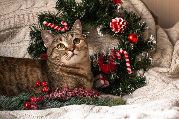 bruin gestreepte kitty op gebreide wollen beige plaid met de kroon van kerstmis en nieuwjaar decoratie. kleine schattige pluizige kat. - christmas cat stockfoto's en -beelden