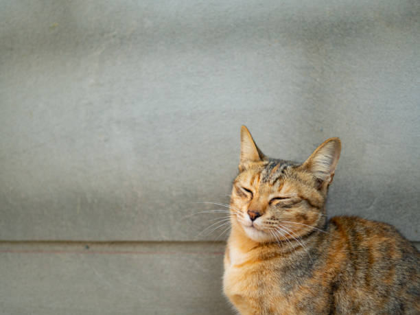Brown tabby, sitting sideways, showing a cute expression with his eyes closed, The backdrop is a bare cement wall. stock photo