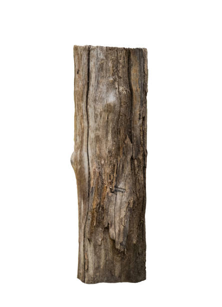 bruin hout stand op witte achtergrond - boomstam stockfoto's en -beelden