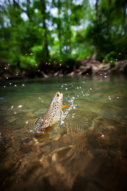 Brown trout jumping out of the water stock photo