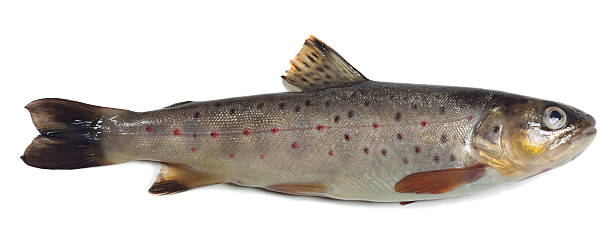Brown trout, Salmo trutta fario isolated on white background stock photo