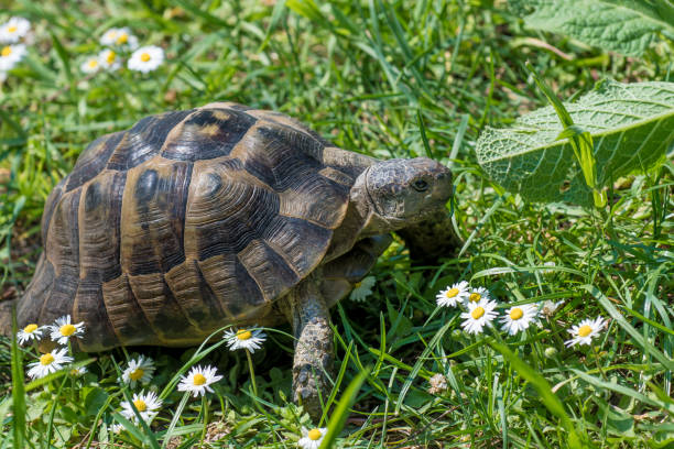 Brown turtle running through sunlit green meadow with flowers stock photo