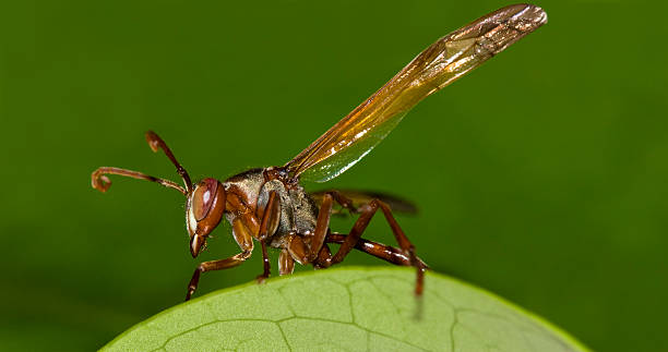 Brown wasp on green stock photo