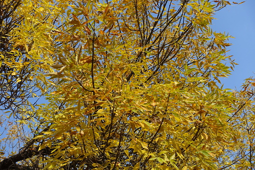 Brownish yellow autumnal foliage of Fraxinus pennsylvanica  against blue sky in October