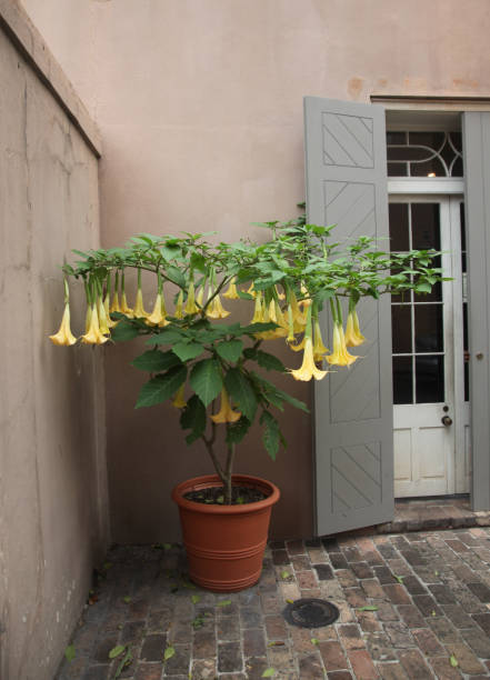 Brugmansia angel trumpet close to a french window Brugmansia is a genus of seven species of flowering plants in the family Solanaceae angel's trumpet flower stock pictures, royalty-free photos & images